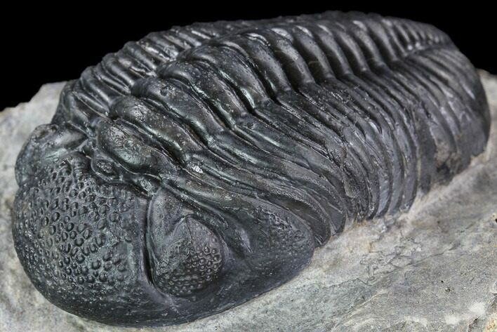 Prone Pedinopariops Trilobite - Beautiful Shell & Eyes #86899